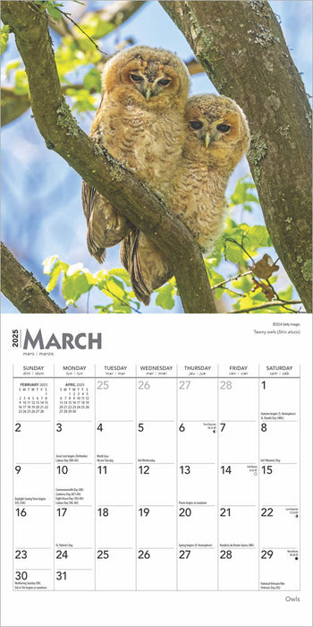 2025 Owls Mini Wall Calendar by  BrownTrout Publishers Inc from Calendar Club