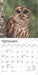 2025 Owls Mini Wall Calendar by  BrownTrout Publishers Inc from Calendar Club
