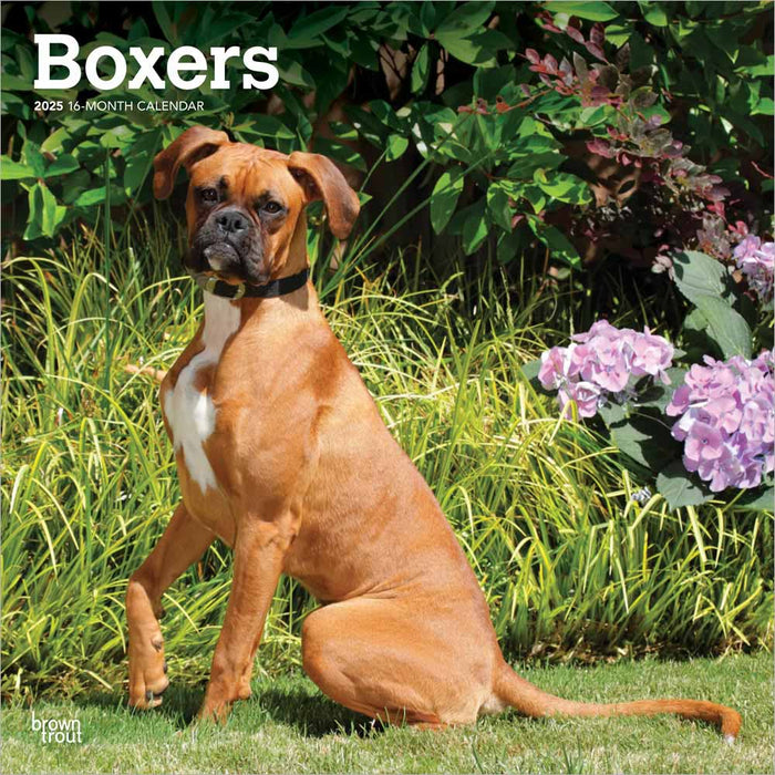 2025 Boxers International Edition Wall Calendar by  BrownTrout Publishers Inc from Calendar Club
