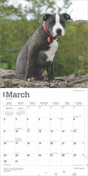 2025 Staffordshire Bull Terrier Puppies Wall Calendar by  BrownTrout Publishers Inc from Calendar Club