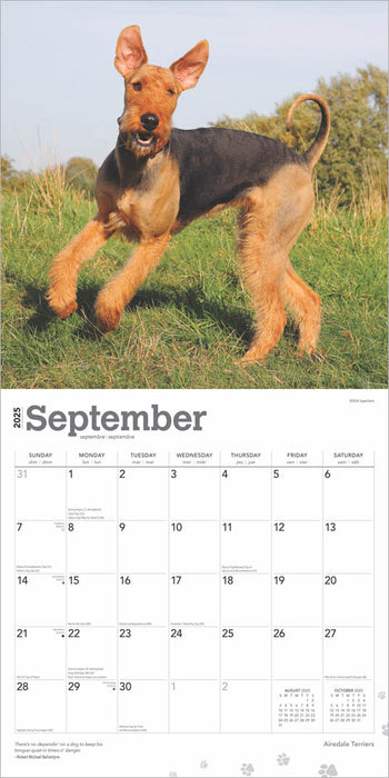 2025 Airedale Terriers Wall Calendar by  BrownTrout Publishers Inc from Calendar Club