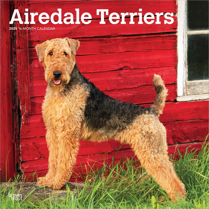 2025 Airedale Terriers Wall Calendar by  BrownTrout Publishers Inc from Calendar Club