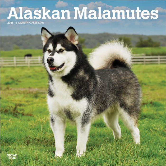 2025 Alaskan Malamutes Wall Calendar