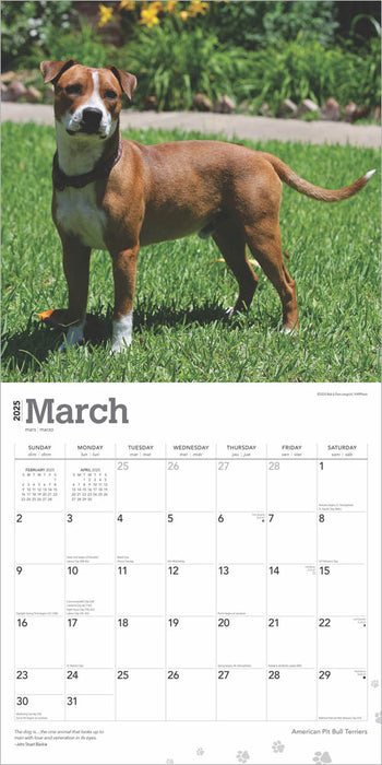 2025 American Pit Bull Terriers Wall Calendar