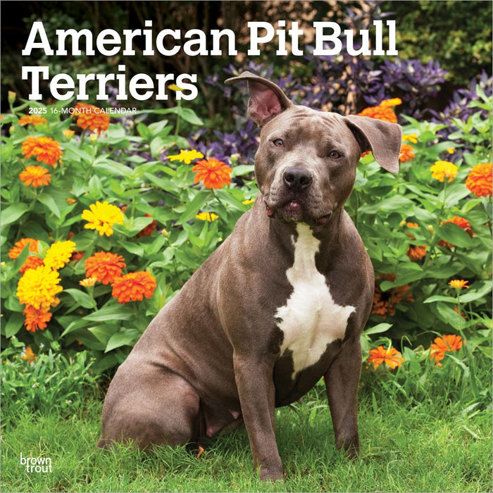 2025 American Pit Bull Terriers Wall Calendar