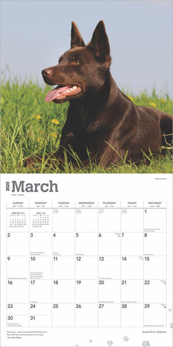 2025 Australian Kelpies Wall Calendar by  BrownTrout Publishers Inc from Calendar Club