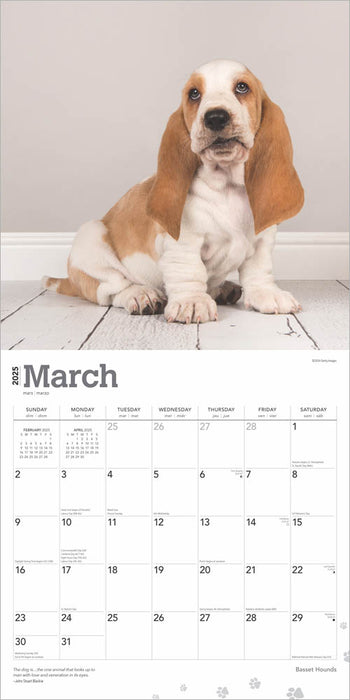 2025 Basset Hounds Wall Calendar by  BrownTrout Publishers Inc from Calendar Club