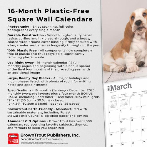 2025 Basset Hounds Wall Calendar by  BrownTrout Publishers Inc from Calendar Club