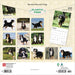2025 Bernese Mountain Dogs Wall Calendar by  BrownTrout Publishers Inc from Calendar Club