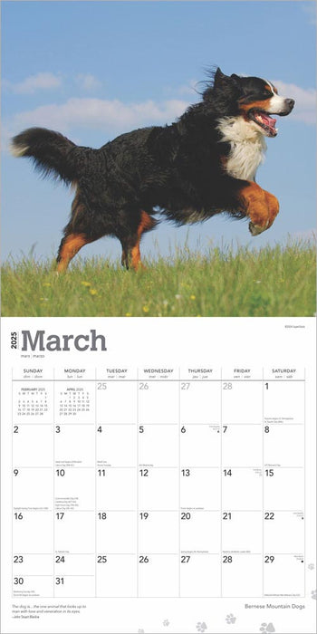 2025 Bernese Mountain Dogs Wall Calendar by  BrownTrout Publishers Inc from Calendar Club
