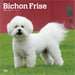 2025 Bichon Frise Wall Calendar by  BrownTrout Publishers Inc from Calendar Club