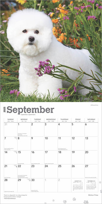 2025 Bichon Frise Wall Calendar by  BrownTrout Publishers Inc from Calendar Club