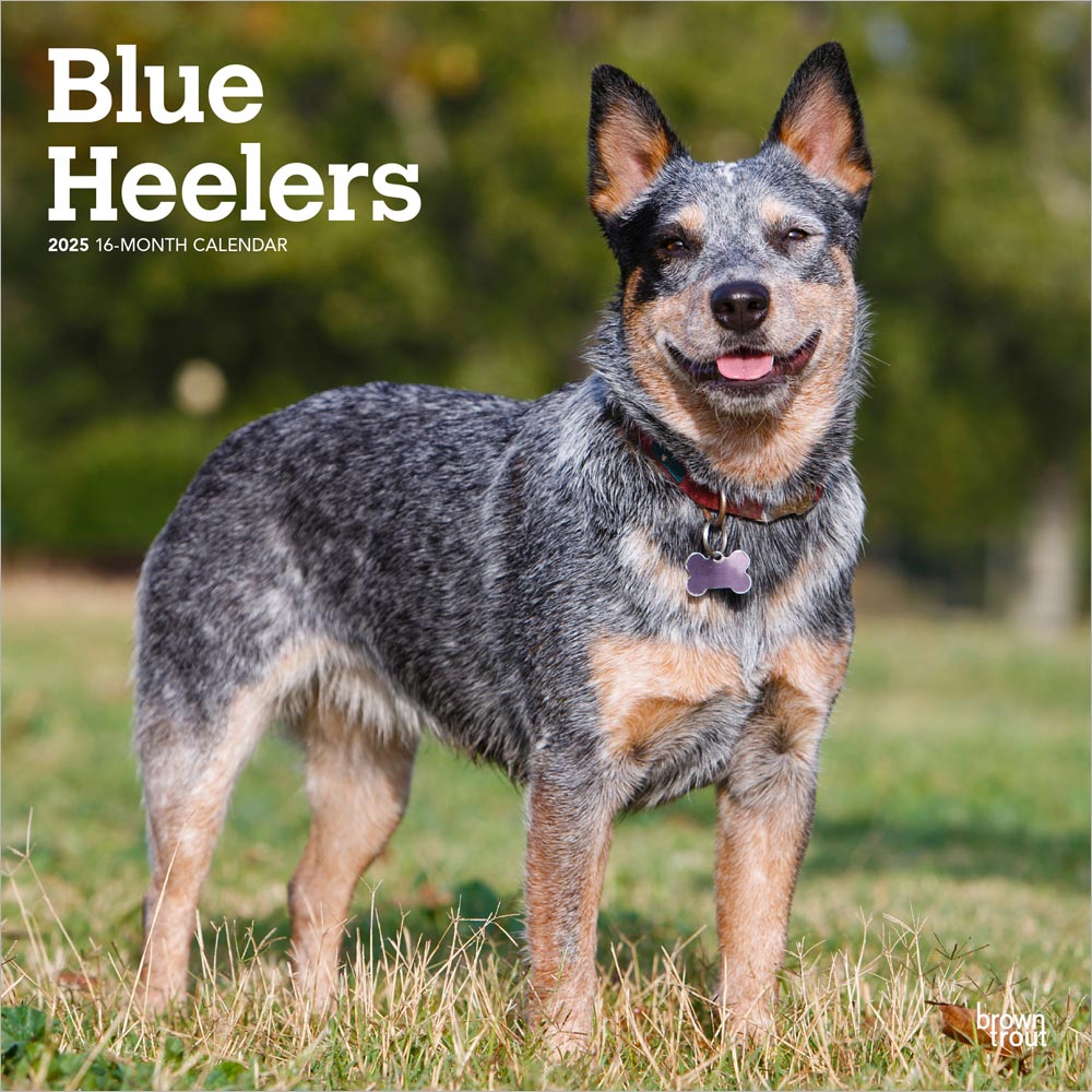 Blue heeler dog for near shops me