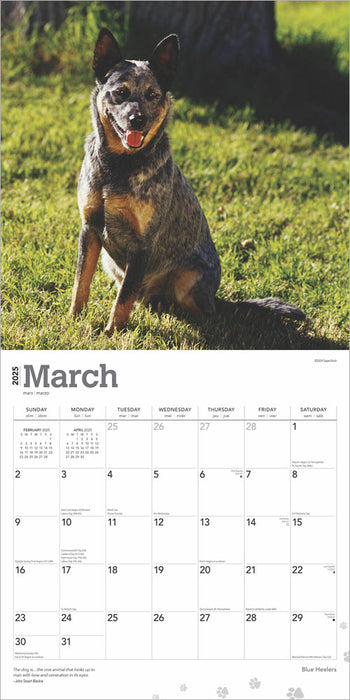 2025 Blue Heelers Wall Calendar by  BrownTrout Publishers Inc from Calendar Club