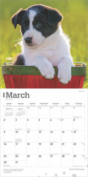 2025 Border Collie Puppies Wall Calendar by  BrownTrout Publishers Inc from Calendar Club