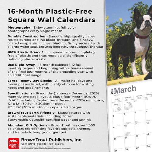 2025 Boston Terriers Wall Calendar by  BrownTrout Publishers Inc from Calendar Club