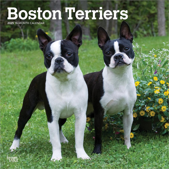 2025 Boston Terriers Wall Calendar by  BrownTrout Publishers Inc from Calendar Club