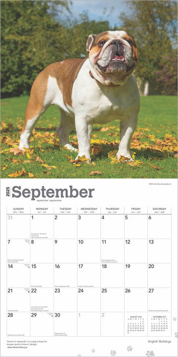 2025 English Bulldogs Wall Calendar by  BrownTrout Publishers Inc from Calendar Club