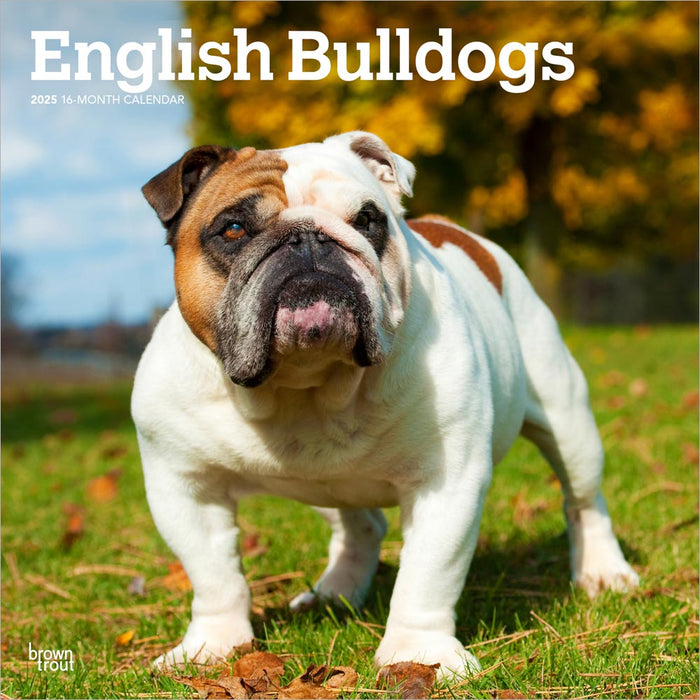 2025 English Bulldogs Wall Calendar by  BrownTrout Publishers Inc from Calendar Club