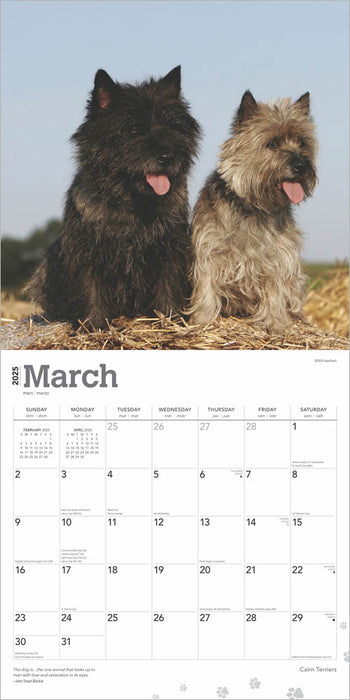 2025 Cairn Terriers Wall Calendar by  BrownTrout Publishers Inc from Calendar Club