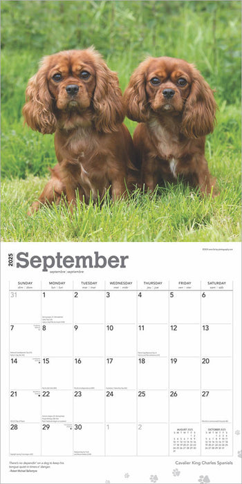 2025 Cavalier King Charles Spaniels Wall Calendar by  BrownTrout Publishers Inc from Calendar Club