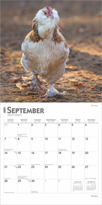 2025 Chickens Wall Calendar by  BrownTrout Publishers Inc from Calendar Club