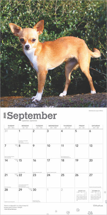 2025 Chihuahuas Wall Calendar by  BrownTrout Publishers Inc from Calendar Club