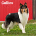 2025 Collies Wall Calendar by  BrownTrout Publishers Inc from Calendar Club