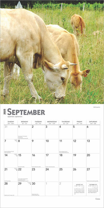 2025 Cows Wall Calendar by  BrownTrout Publishers Inc from Calendar Club