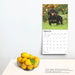 2025 Dachshunds Wall Calendar by  BrownTrout Publishers Inc from Calendar Club