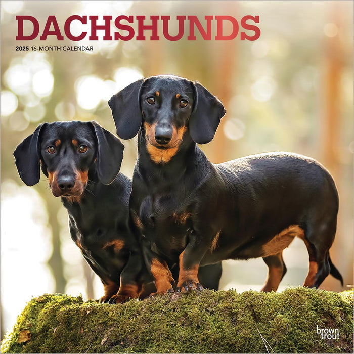 2025 Dachshunds Wall Calendar by  BrownTrout Publishers Inc from Calendar Club