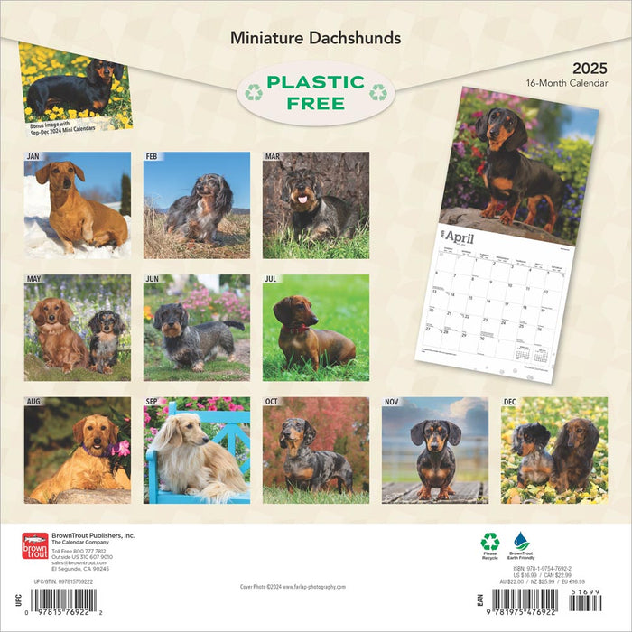 2025 Dachshunds Miniature Wall Calendar by  BrownTrout Publishers Inc from Calendar Club