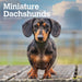 2025 Dachshunds Miniature Wall Calendar by  BrownTrout Publishers Inc from Calendar Club