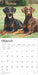 2025 Dobermans Wall Calendar by  BrownTrout Publishers Inc from Calendar Club