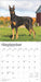 2025 Dobermans Wall Calendar by  BrownTrout Publishers Inc from Calendar Club