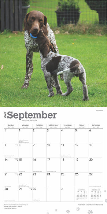 2025 German Shorthaired Pointers Wall Calendar by  BrownTrout Publishers Inc from Calendar Club
