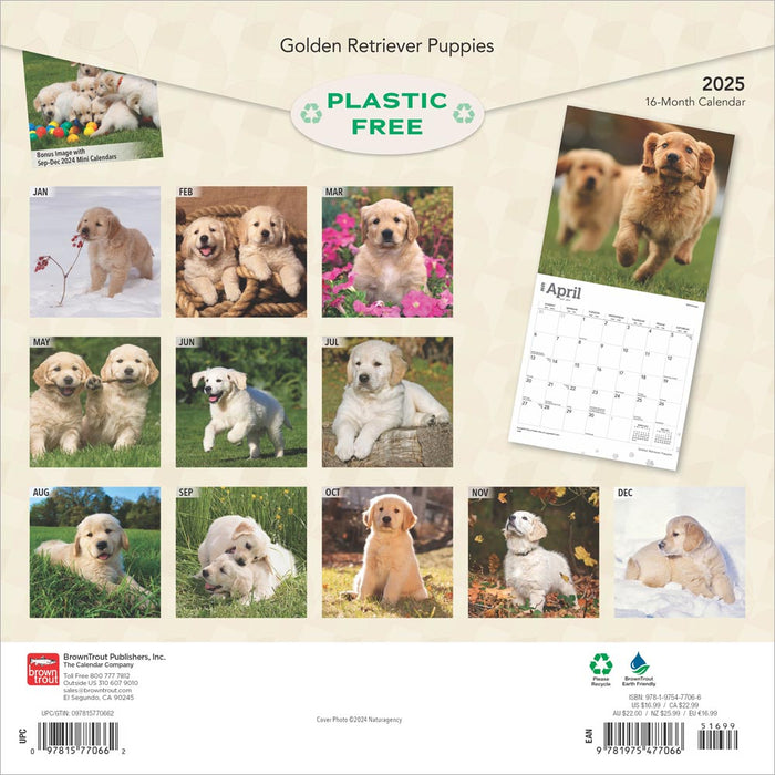 2025 Golden Retriever Puppies Wall Calendar by  BrownTrout Publishers Inc from Calendar Club