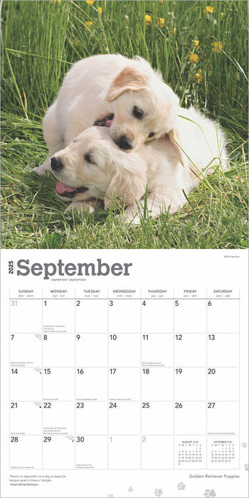 2025 Golden Retriever Puppies Wall Calendar by  BrownTrout Publishers Inc from Calendar Club