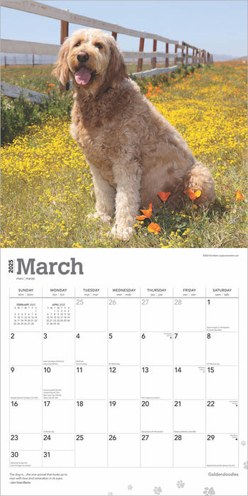2025 Goldendoodles Wall Calendar by  BrownTrout Publishers Inc from Calendar Club