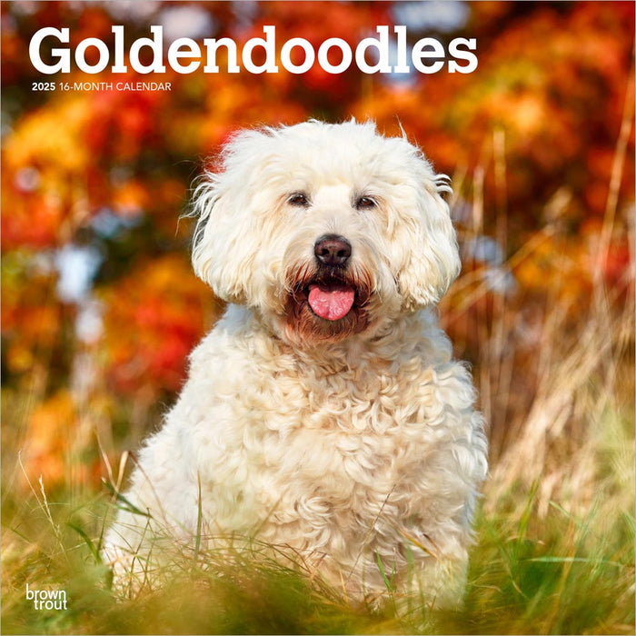 2025 Goldendoodles Wall Calendar by  BrownTrout Publishers Inc from Calendar Club