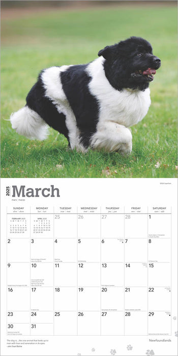 2025 Newfoundlands Wall Calendar by  BrownTrout Publishers Inc from Calendar Club