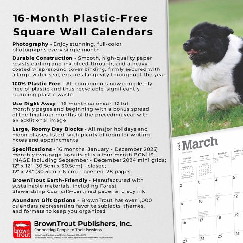 2025 Newfoundlands Wall Calendar by  BrownTrout Publishers Inc from Calendar Club