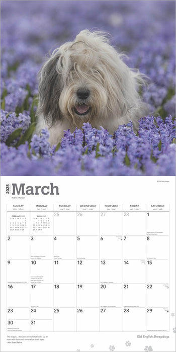 2025 Old English Sheepdogs Wall Calendar by  BrownTrout Publishers Inc from Calendar Club