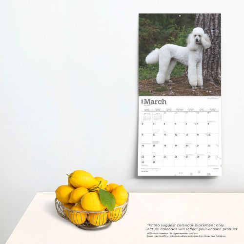 2025 Poodles Wall Calendar by  BrownTrout Publishers Inc from Calendar Club