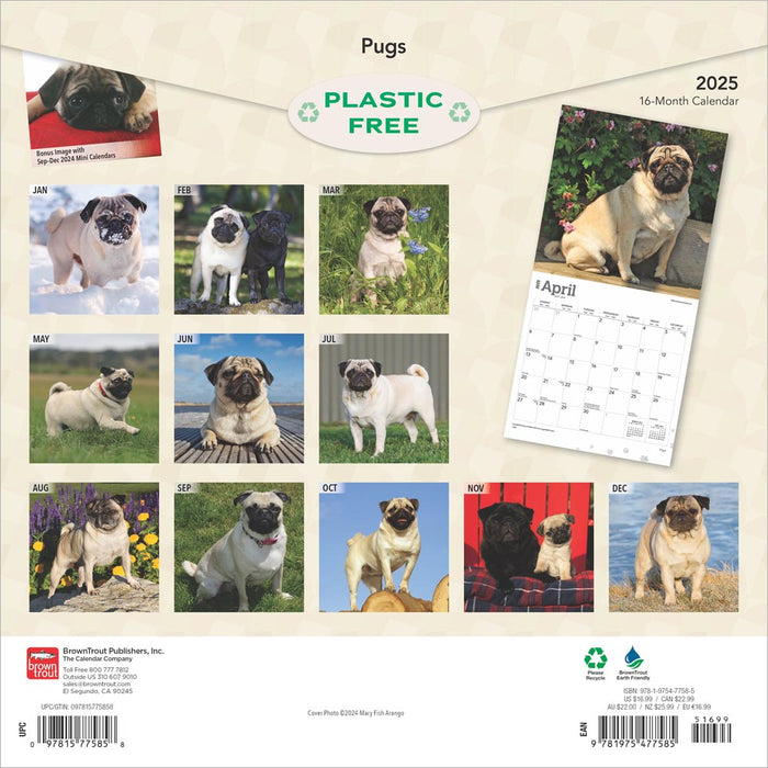 2025 Pugs Wall Calendar by  BrownTrout Publishers Inc from Calendar Club