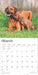 2025 Rhodesian Ridgebacks Wall Calendar by  BrownTrout Publishers Inc from Calendar Club