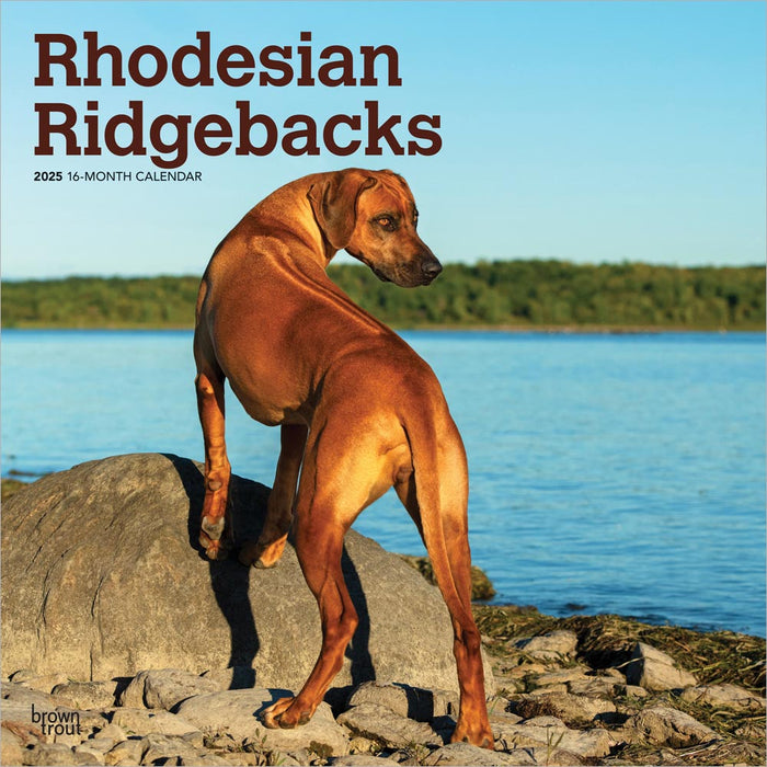 2025 Rhodesian Ridgebacks Wall Calendar by  BrownTrout Publishers Inc from Calendar Club