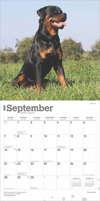 2025 Rottweilers Wall Calendar by  BrownTrout Publishers Inc from Calendar Club