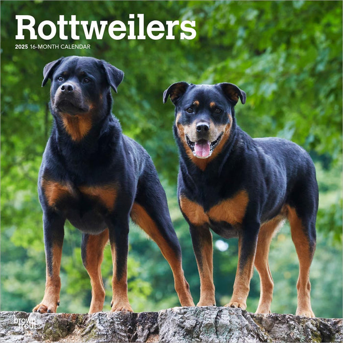 2025 Rottweilers Wall Calendar by  BrownTrout Publishers Inc from Calendar Club