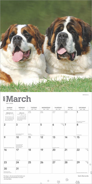 2025 Saint Bernards Wall Calendar by  BrownTrout Publishers Inc from Calendar Club